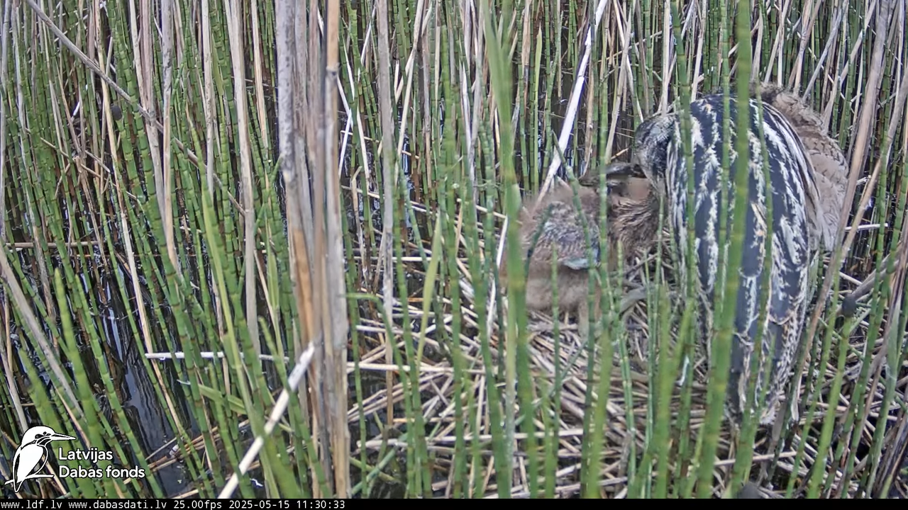 LDF Lielais dumpis (Botaurus stellaris) Zemītes pagastā 14-39-8 screenshot