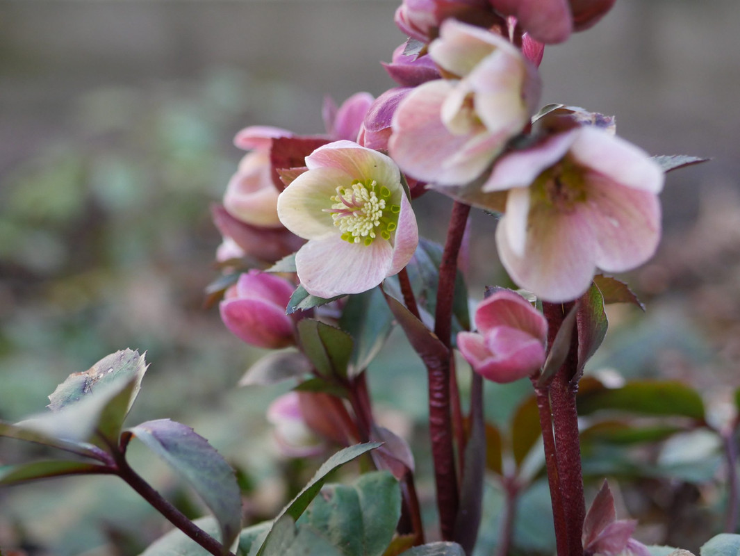 Giardino, quali piante coltivare in inverno 