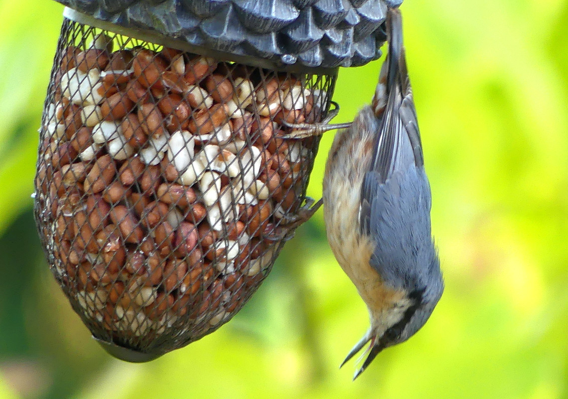 NUTHATCH 6