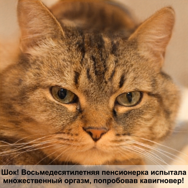 кошка лезет что делать