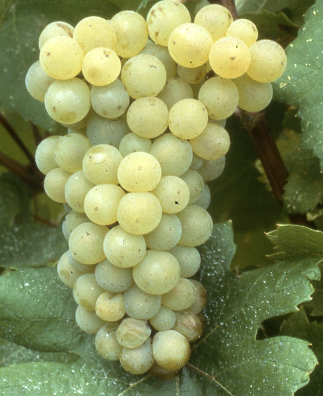 Плодоносность сорта винограда Сенека как получить высокий урожай