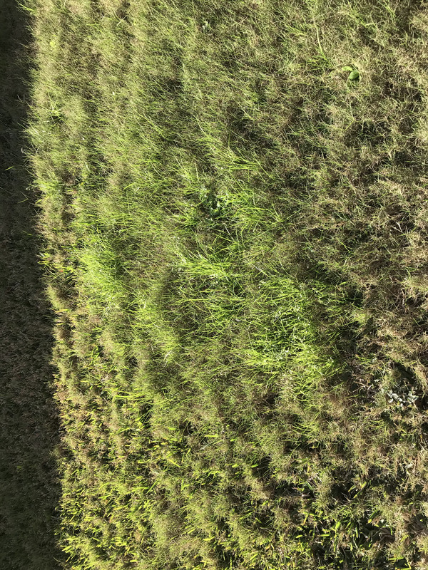 Best Herbicide for Killing Poa Annua in Bermuda Lawn? The Lawn Forum