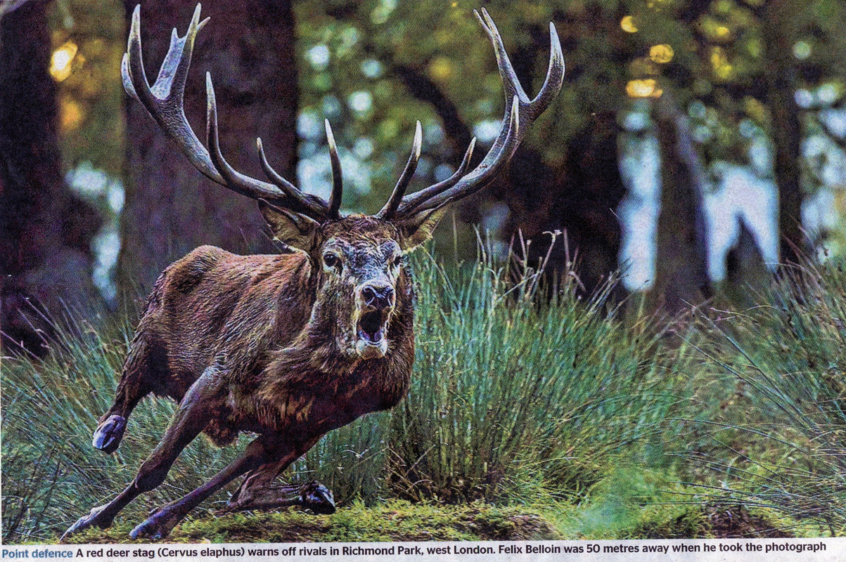 27102021 Times Red Deer Stag Richmond Park (2)