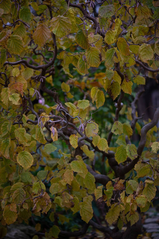IMG-4cdb1ae598e00a077ecc1bd06c2f6a65-V