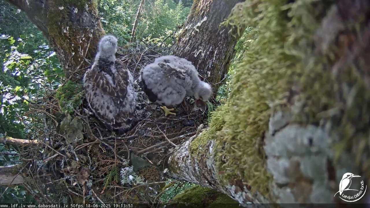 Melnās klijas (Milvus migrans) Kurzemē_ peļu klijāni (Buteo buteo) 14-53-15 screenshot