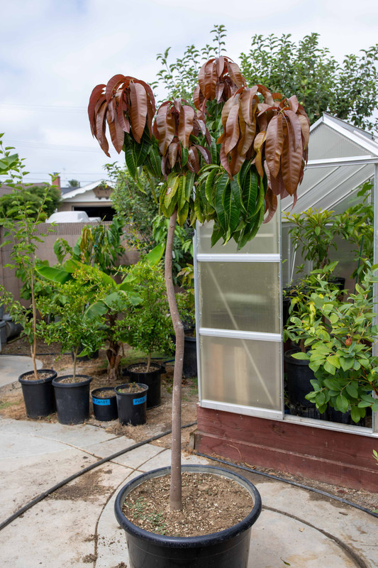 8U1A5023  Orange Essence Mango Tree in #25 Pot with New Growth (8-12-23)