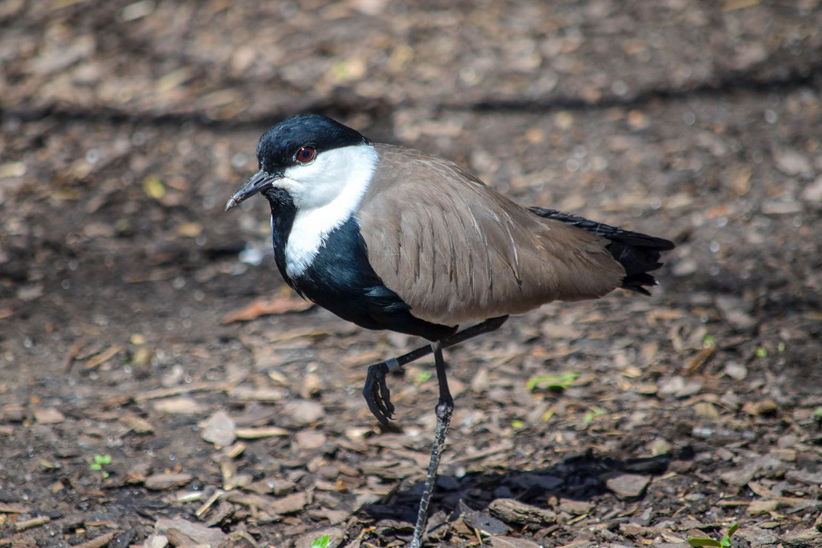 how many nocturnal birds are in Maryland