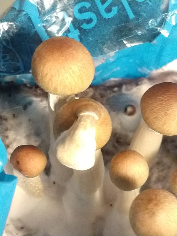 IMG_20201201_203210893