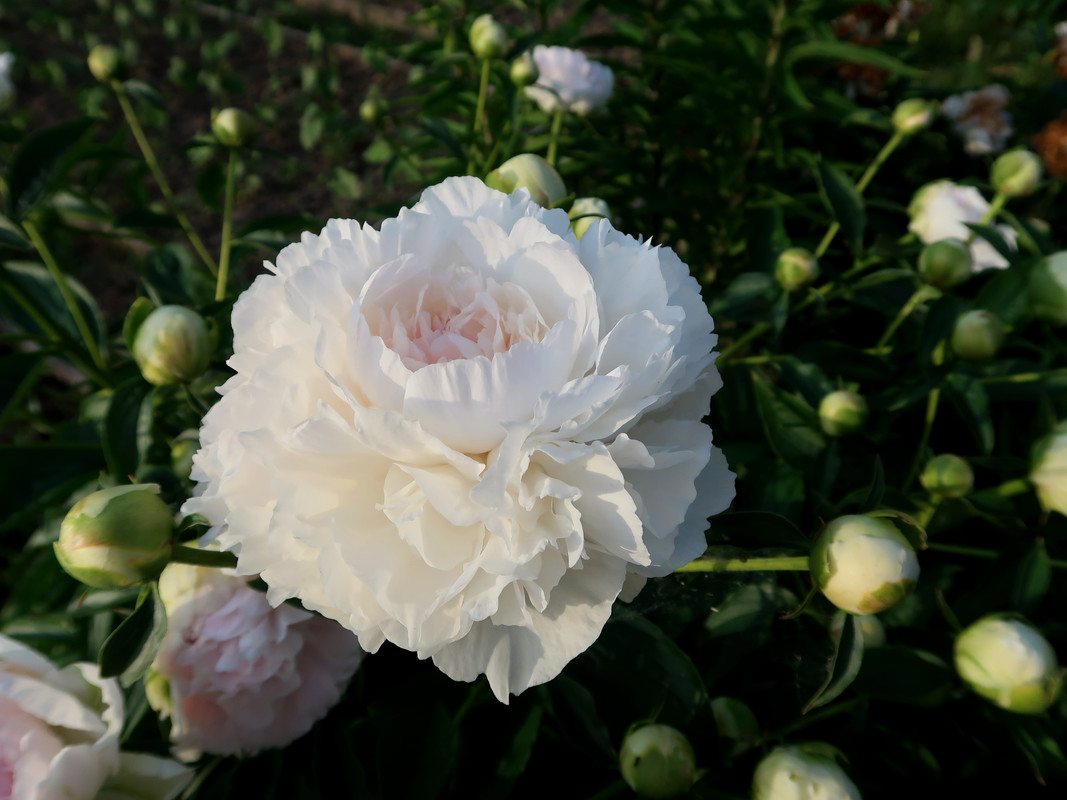 Пион Klehm's Pink Unknown 2