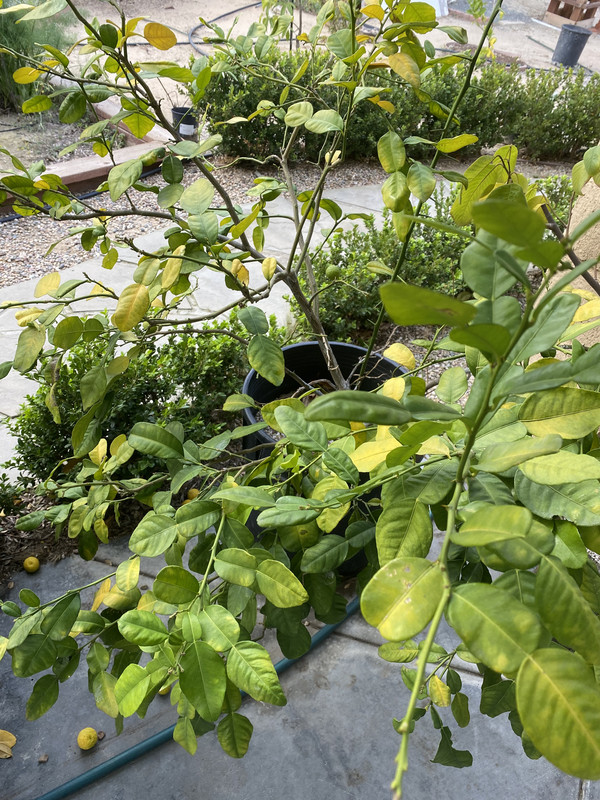 2EAD52E4-072A-46B8-973B-1512C39ABBA6