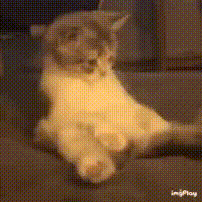 cat.gif