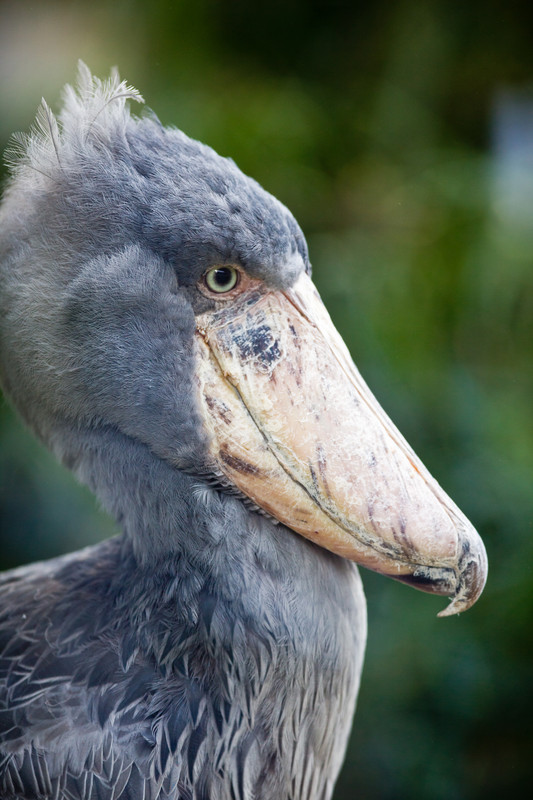 Full body portrait of a Shoebill standing in grass