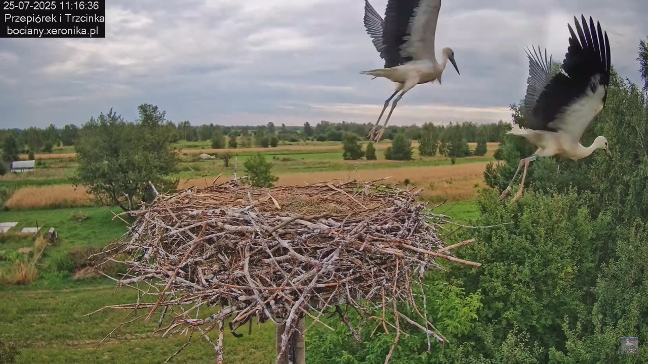 25072025bociany42
