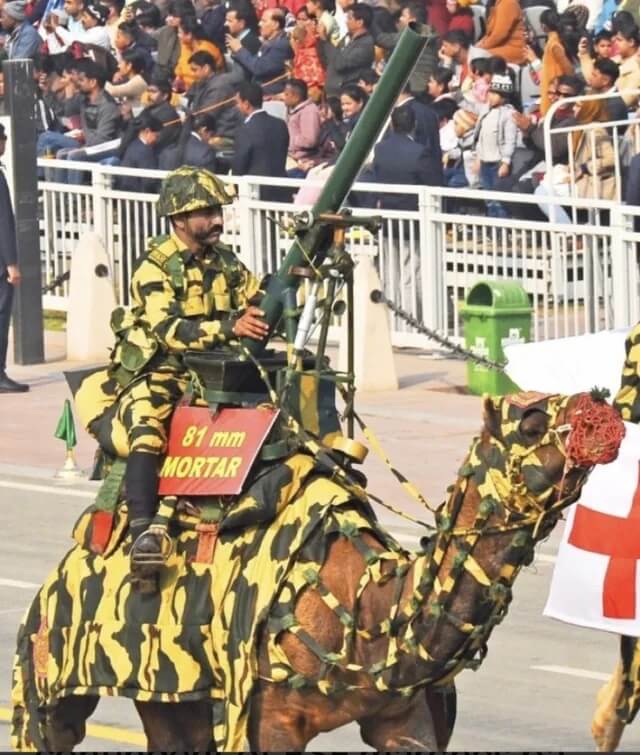 camel.jpg