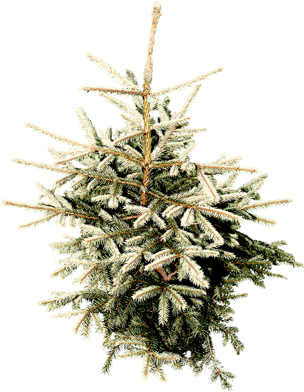 Christmasswishoffairydnpine