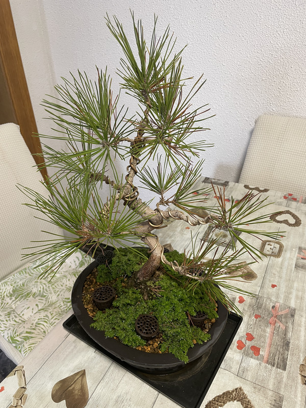 bonsái - bonsai pino thumbergii 20221019-064402425-i-OS