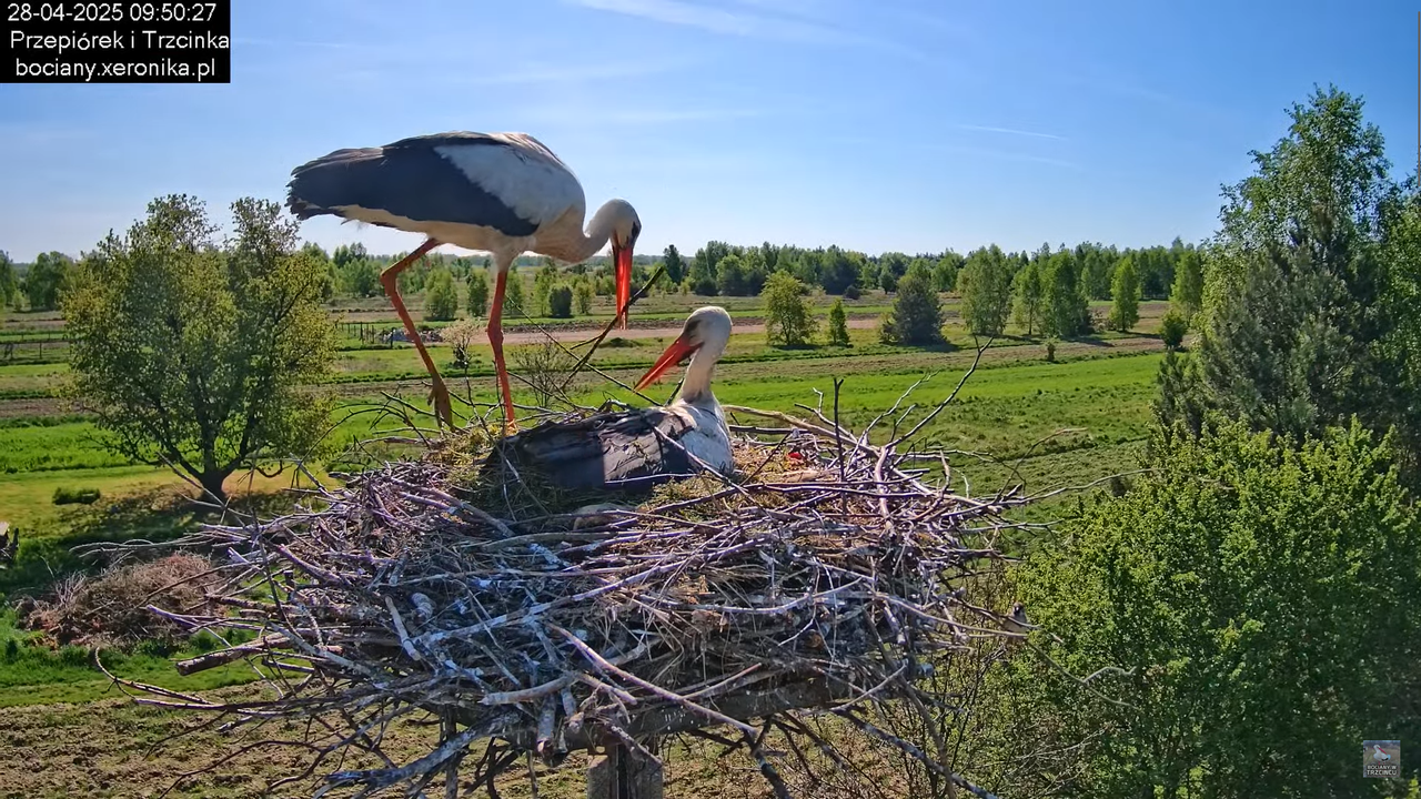 28042025bociany18