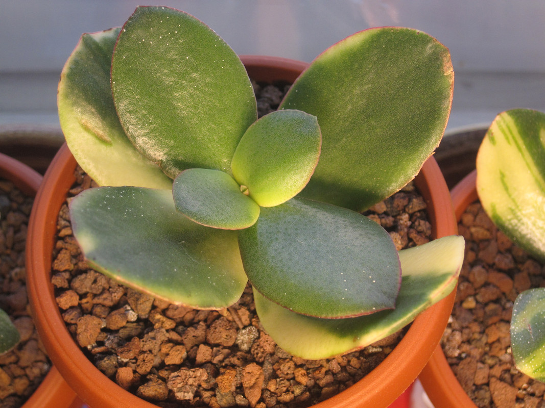 05 января 2023 г. Кагетсу Маруба Нишике