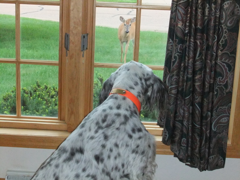 How much is that doggie in the window