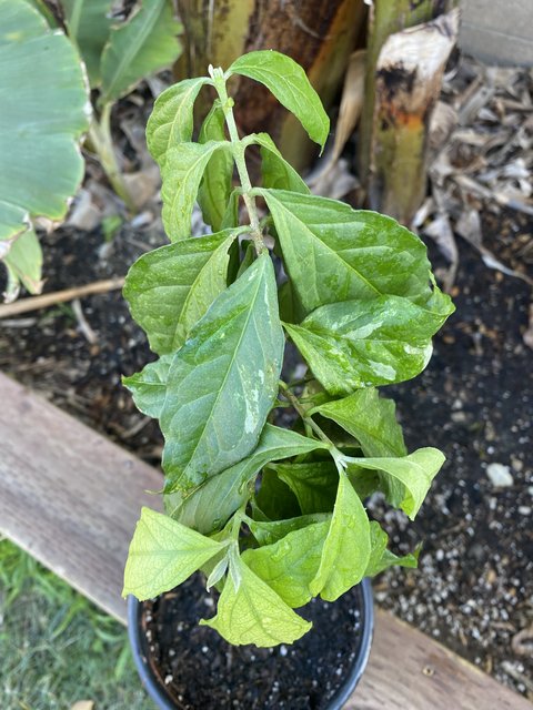 26EF32BF-4EC5-401B-BCC6-401866F079A5