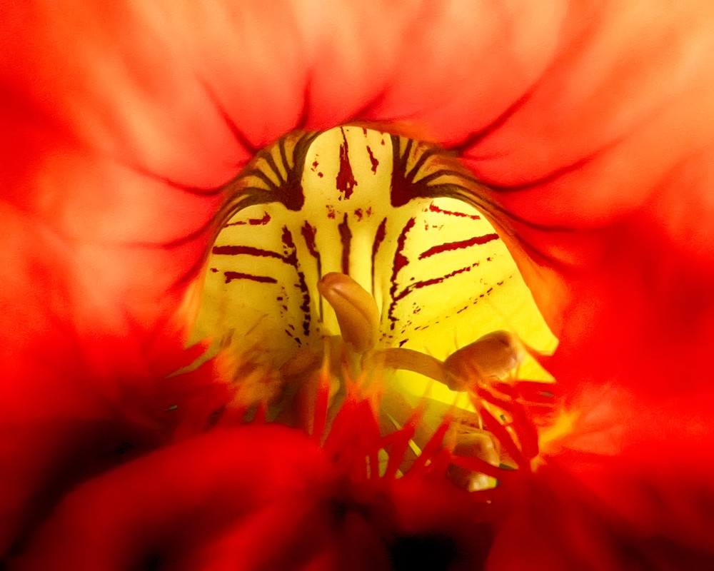 IMG_0575-NASTURZIO (deatil) HDR