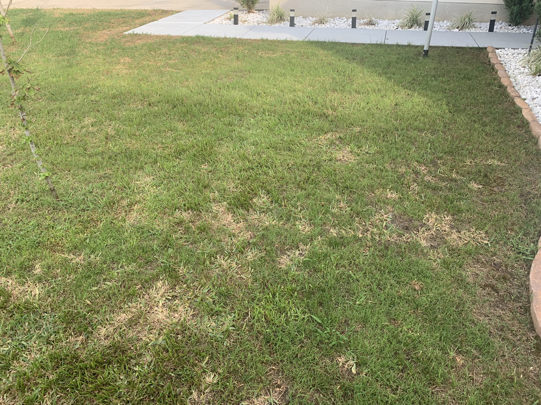 Removing dead st Augustine | Lawn Care Forum