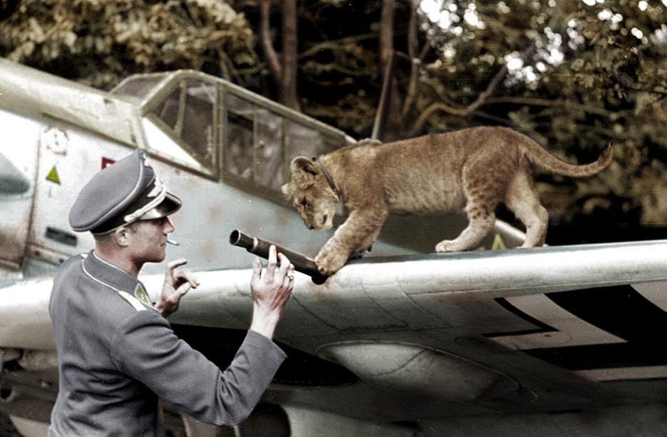 Bf109-Lion-Werrapreflightcheck.jpg