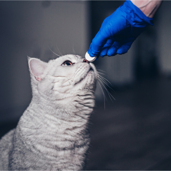 Una persona alimenta a un gato con un tazón de comida.