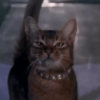 cool-for-cats-alt8.gif