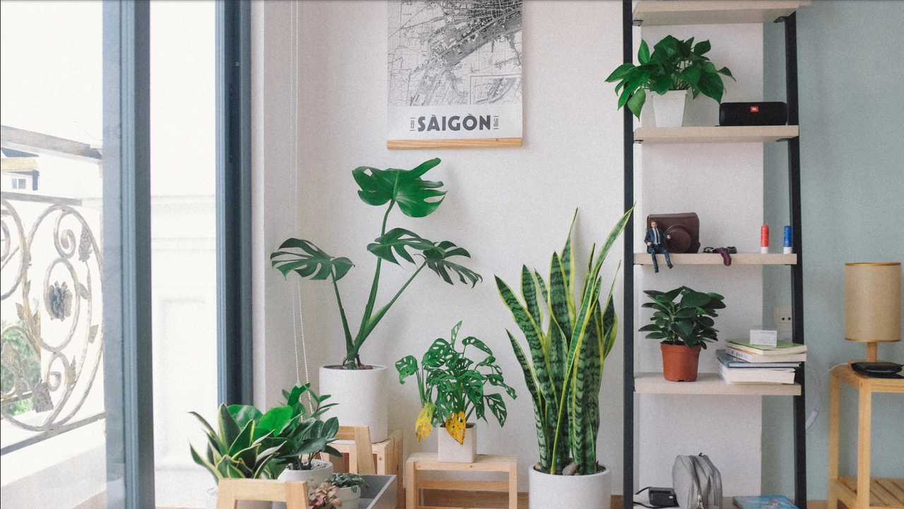 Plantas de interior para espacios pequeños