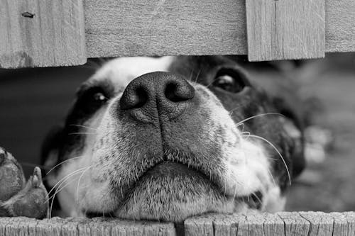 Pet Food Storage Solutions For Large Dogs