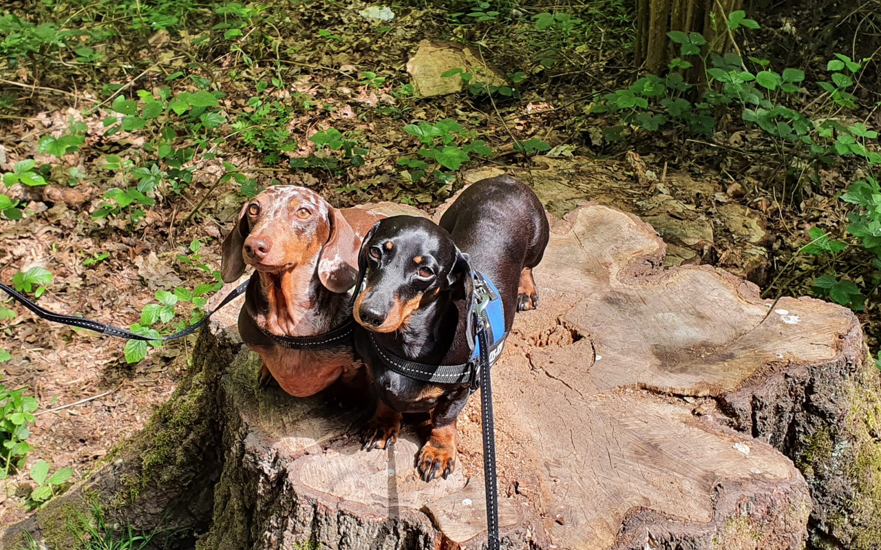 [Image: IMG-20220508-WA0002.jpg]