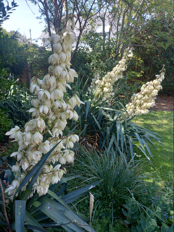 Spanish Daggers in flower