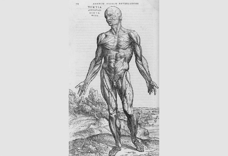 De-humani-corporis-fabrica-25.jpg