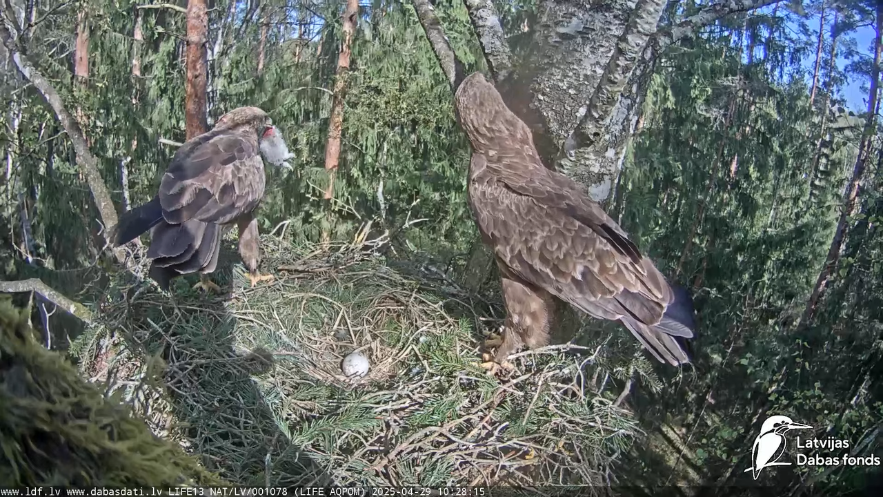 Mazais ērglis (Clanga pomarina), ligzda bērzā 16-23-40 screenshot