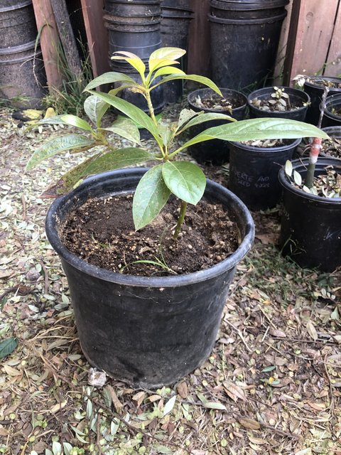 55C81781-C25F-45FD-B1AB-4DAAA8ADBD21