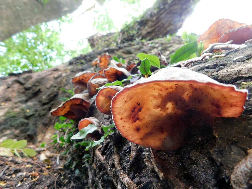 DSCN0450.jpg
