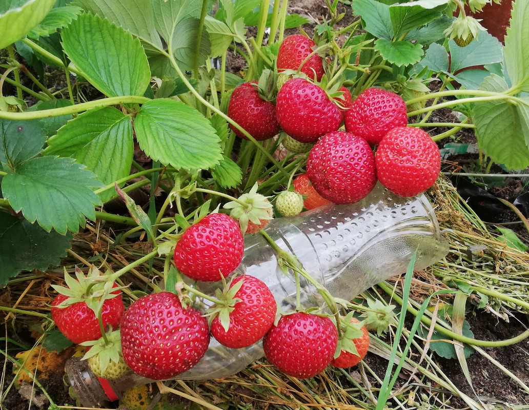 Пандора 2 20200705_220915