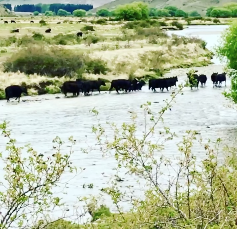 Screenshot 2020-11-18 at 3.27.36 PM