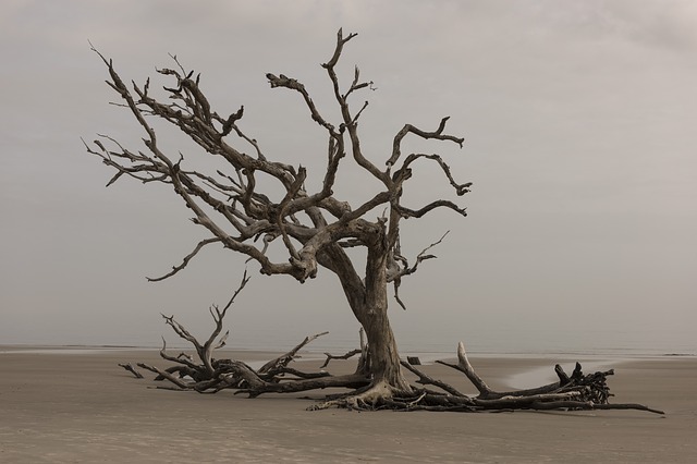 tree-3137482-640.jpg