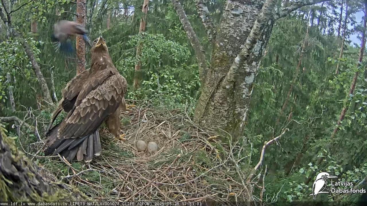 Mazais ērglis (Clanga pomarina), ligzda bērzā 13-5-48 screenshot
