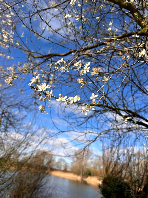 cherry-blossom4-HD-March.jpg