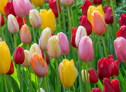 Alles-Over-Tulpen-Thumb.jpg