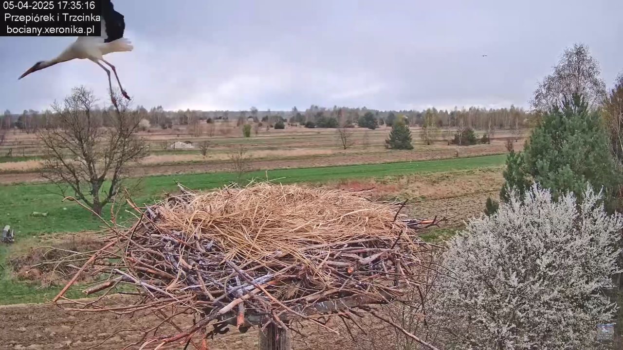05042025paresekundwgniezdzie_39