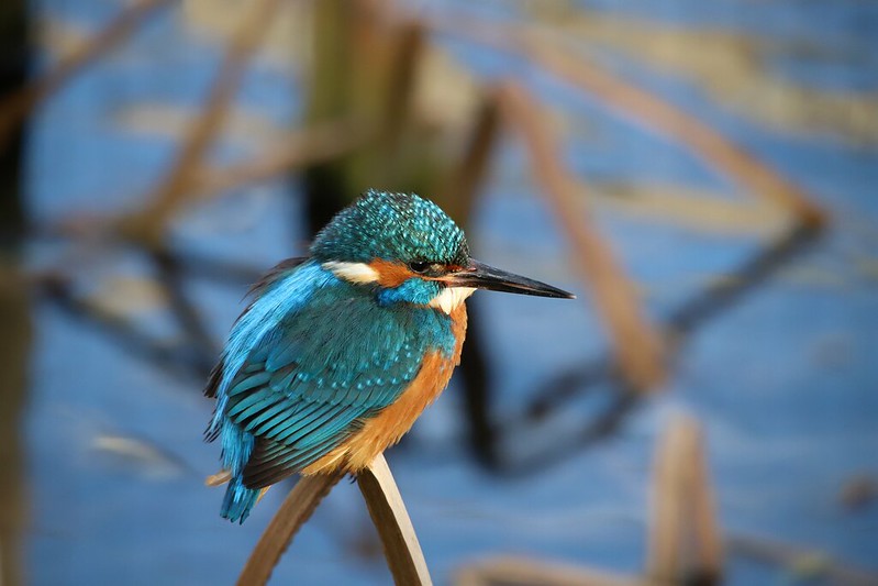 turquoisekingfisher.jpg