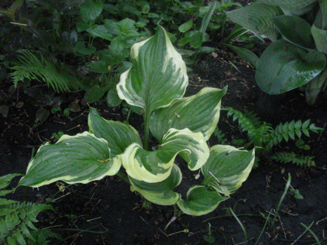 ventricosa Aureomarginata (2)