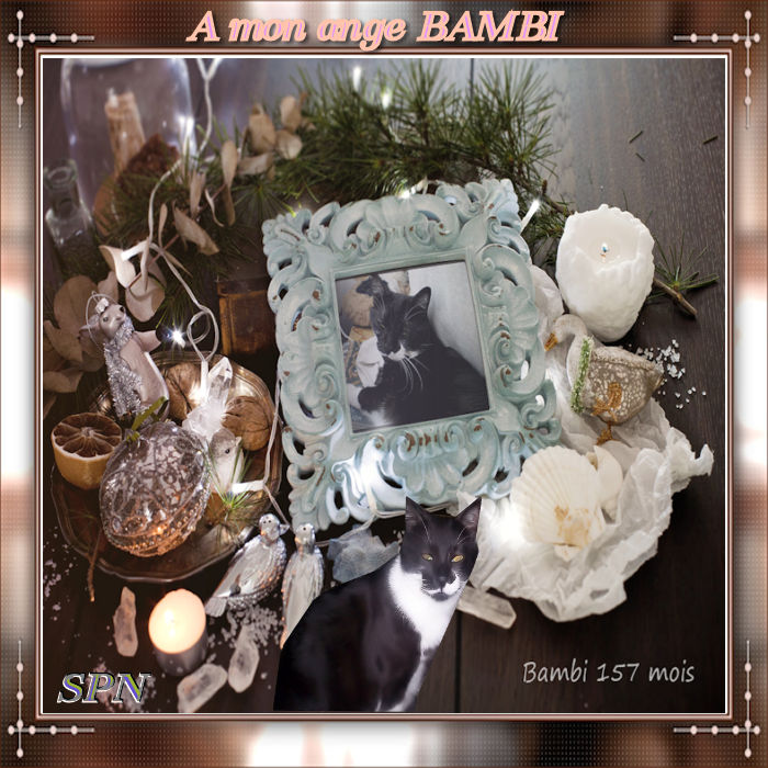 BAMBI-157-MOIS