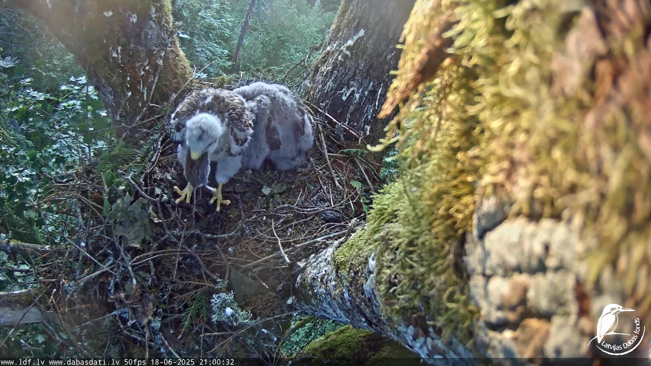 Melnās klijas (Milvus migrans) Kurzemē_ peļu klijāni (Buteo buteo) 12-58-27 screenshot
