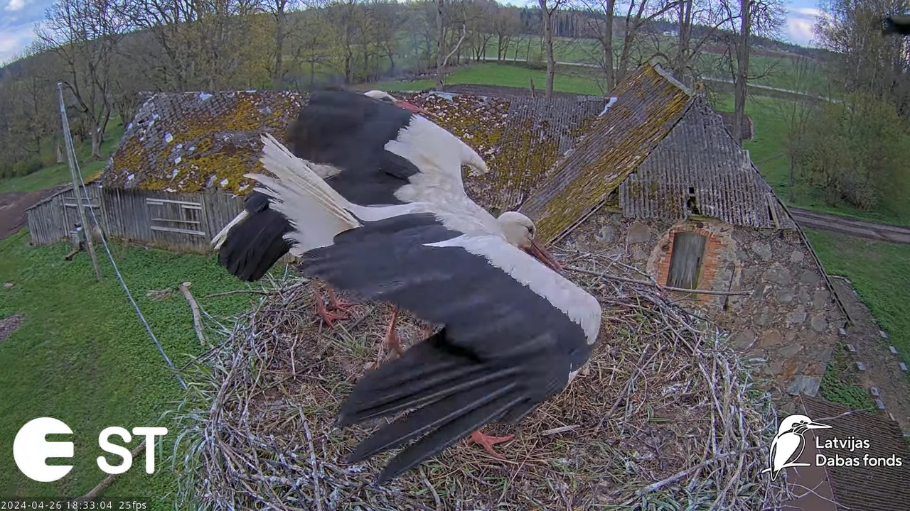 Baltie stārķi (Ciconia ciconia) Tukuma novadā - LDF tiešraide __ White storks in Tukums, Latvia 12-4