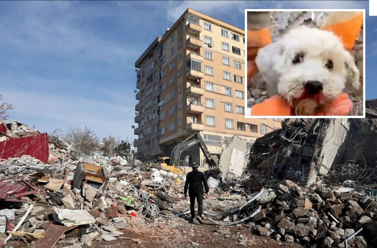 Rescatista salvan a un perrito con vida entre los escombros en Turquía